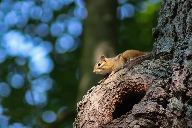 Chipmunks, deer, and other wildlife frequent the trails near the Bay City State Park.