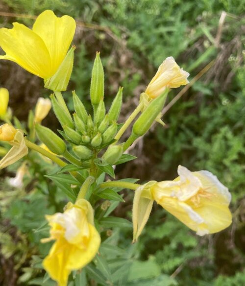 Warmbier Farms has one of the Great Lakes Bay Region’s largest display of indoor and outdoor lawn and garden statuary. Warmbier’s also offers indoor and outdoor plants, art and craft items, lawn, garden and home décor, and more.