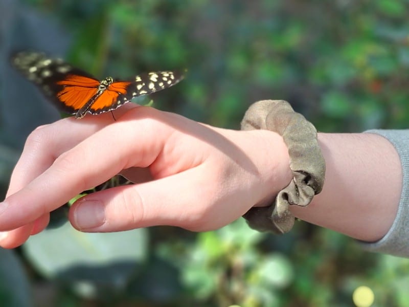 Butterfly On hand